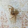 Xysticus sp.